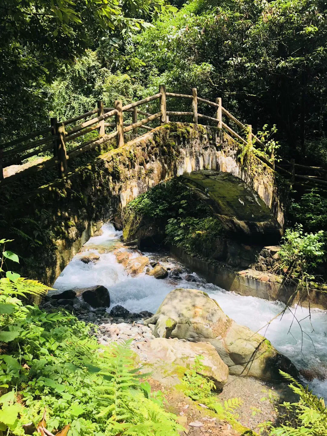 像竹子一样的植物叫什么游戏画面